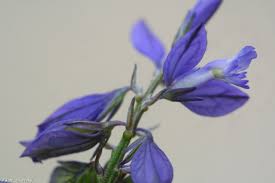 Attēlu rezultāti vaicājumam “Polygala amarella”