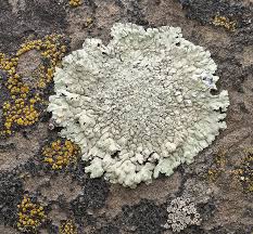 Attēlu rezultāti vaicājumam “Lecanora muralis”