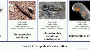 Attēlu rezultāti vaicājumam “Ommatoiulus sabulosus aimatopodus”