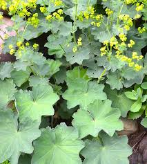 Image result for Alchemilla vulgaris