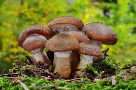 Attēlu rezultāti vaicājumam “Armillaria sp.”