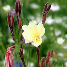 Image result for Oenothera odorata