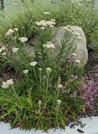 Image result for Achillea millefolium