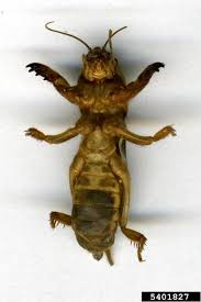 Attēlu rezultāti vaicājumam “Gryllotalpa gryllotalpa”