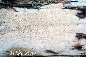 Attēlu rezultāti vaicājumam “Sidera lenis”