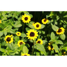 Image result for Sanvitalia procumbens