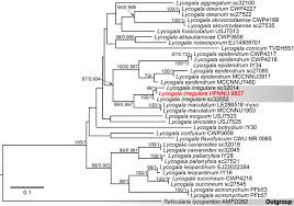 Attēlu rezultāti vaicājumam “Lycogala botrydium spores”