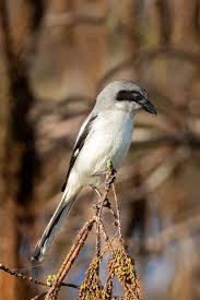 Attēlu rezultāti vaicājumam “Laniidae”