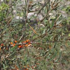 Attēlu rezultāti vaicājumam “Hippophae rhamnoides leaf”