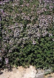 Image result for Thymus vulgaris