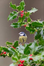 Attēlu rezultāti vaicājumam “Cyanistes caeruleus adult”
