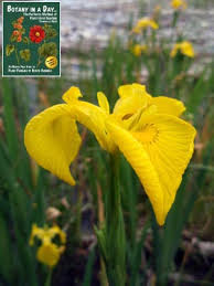 Attēlu rezultāti vaicājumam “Iridaceae”