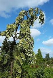 Attēlu rezultāti vaicājumam “Chamaecyparis lawsoniana”