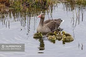 Attēlu rezultāti vaicājumam “Anser anser juvenile”