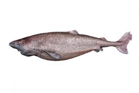 Image result for Somniosus microcephalus