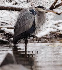 Image result for heron