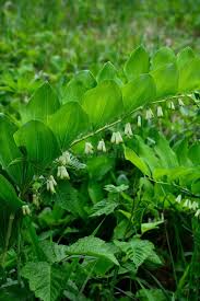 Attēlu rezultāti vaicājumam “Polygonatum odoratum flower”