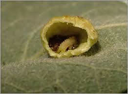 Attēlu rezultāti vaicājumam “Euura brevicornis”