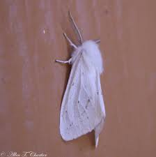 Attēlu rezultāti vaicājumam “Spilosoma sp.”