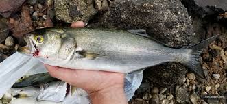 Image result for Pomatomus saltatrix