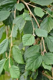 Attēlu rezultāti vaicājumam “Hamamelis”
