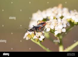 Attēlu rezultāti vaicājumam “Rhynocoris annulatus imago”