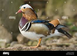 Attēlu rezultāti vaicājumam “Aix galericulata male”