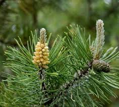 Attēlu rezultāti vaicājumam “Pinus mugo fruit”