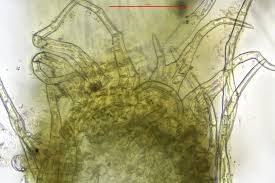 Attēlu rezultāti vaicājumam “Hypnum cupressiforme var. lacunosum sporophyte”