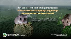 Attēlu rezultāti vaicājumam “Pogonatum dentatum macro”