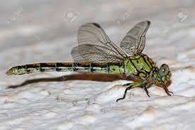 Attēlu rezultāti vaicājumam “Onychogomphus forcipatus”