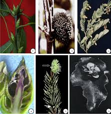 Attēlu rezultāti vaicājumam “Rabdophaga degeeri”