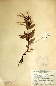 Attēlu rezultāti vaicājumam “Epilobium roseum flower”