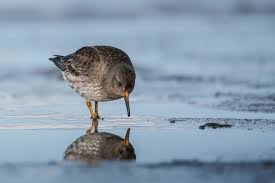 Attēlu rezultāti vaicājumam “Calidris maritima adult”