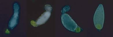 Attēlu rezultāti vaicājumam “Aleurochiton aceris nymph”