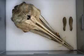 Image result for Mesoplodon bidens