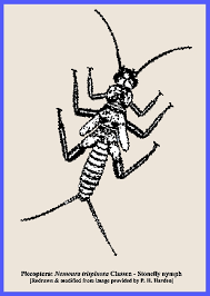 Attēlu rezultāti vaicājumam “Plecoptera”