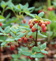 Attēlu rezultāti vaicājumam “Menziesia ferruginea flower”