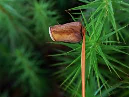 Attēlu rezultāti vaicājumam “Polytrichum commune var. perigoniale”