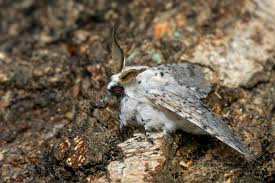 Attēlu rezultāti vaicājumam “Cerura vinula”