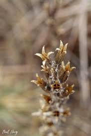 Attēlu rezultāti vaicājumam “Oenothera biennis fruit”