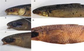 Image result for Mugil cephalus