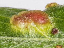 Attēlu rezultāti vaicājumam “Pontania proxima”