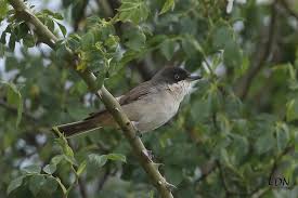 Image result for Sylvia hortensis