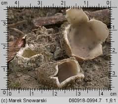 Attēlu rezultāti vaicājumam “Geopora arenicola”