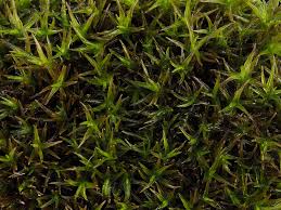 Attēlu rezultāti vaicājumam “Didymodon rigidulus”