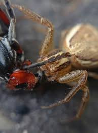 Attēlu rezultāti vaicājumam “Xysticus bifasciatus”