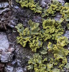 Attēlu rezultāti vaicājumam “Vulpicida pinastri”