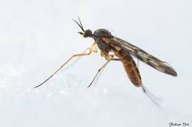 Attēlu rezultāti vaicājumam “Sylvicola sp.”