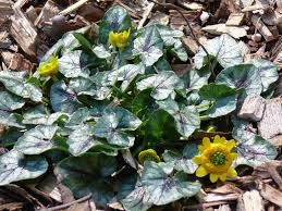Attēlu rezultāti vaicājumam “Ficaria verna flower”